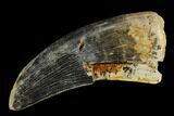 Tyrannosaur Tooth - Judith River Formation #128514-1